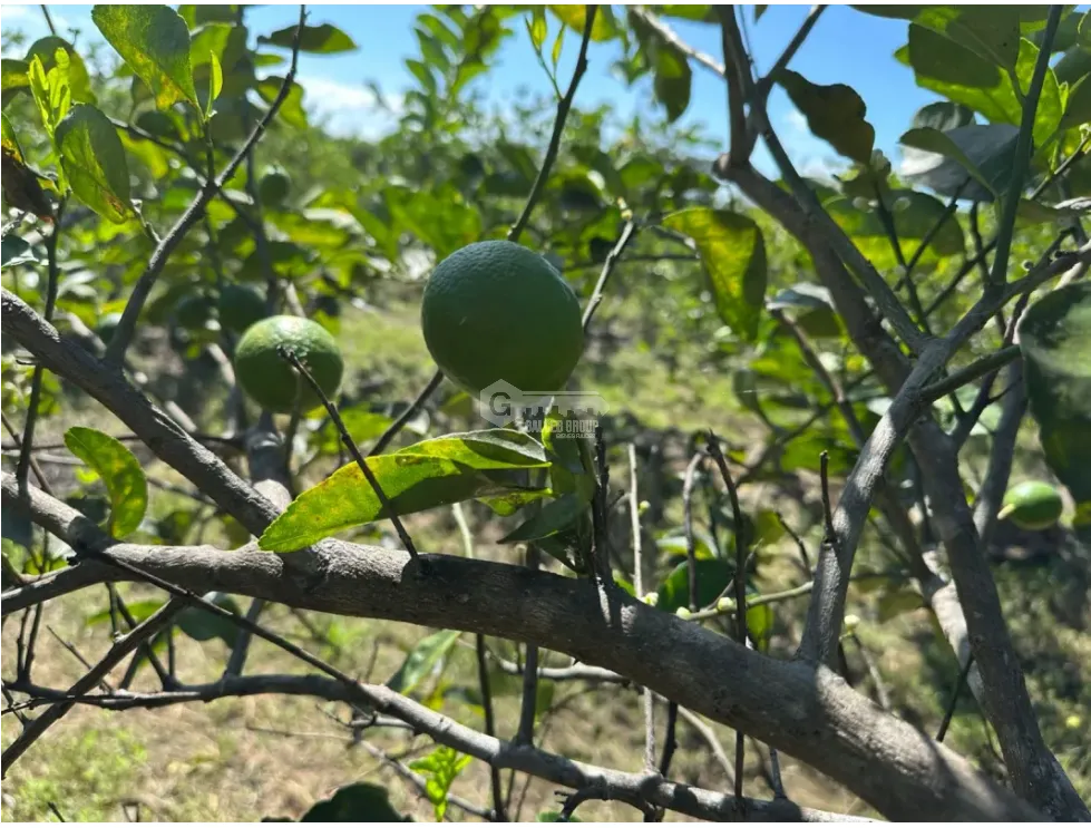 Land/Farm for sale in Cocle