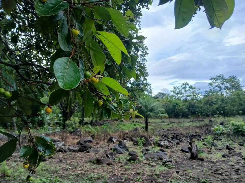 Lote Plano de 5,760 m² en Venta en El Francés, Boquete