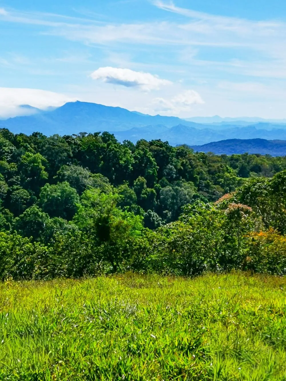 Finca Cafetalera en Venta en Potrerillos Arriba