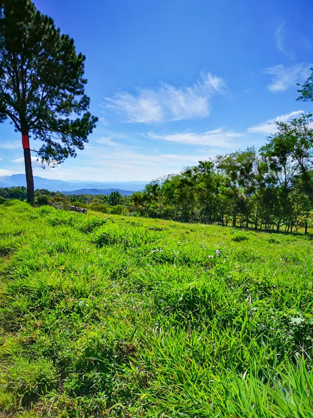 Finca Cafetalera en Venta en Potrerillos Arriba