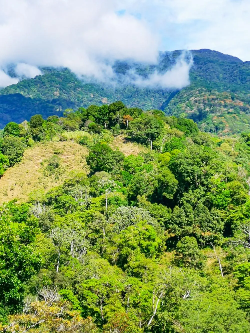 Finca Cafetalera en Venta en Potrerillos Arriba