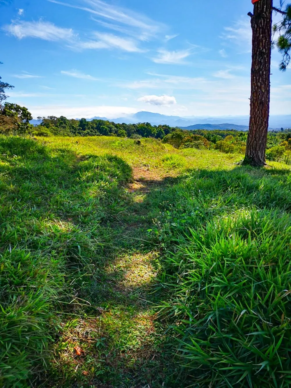 Finca Cafetalera en Venta en Potrerillos Arriba