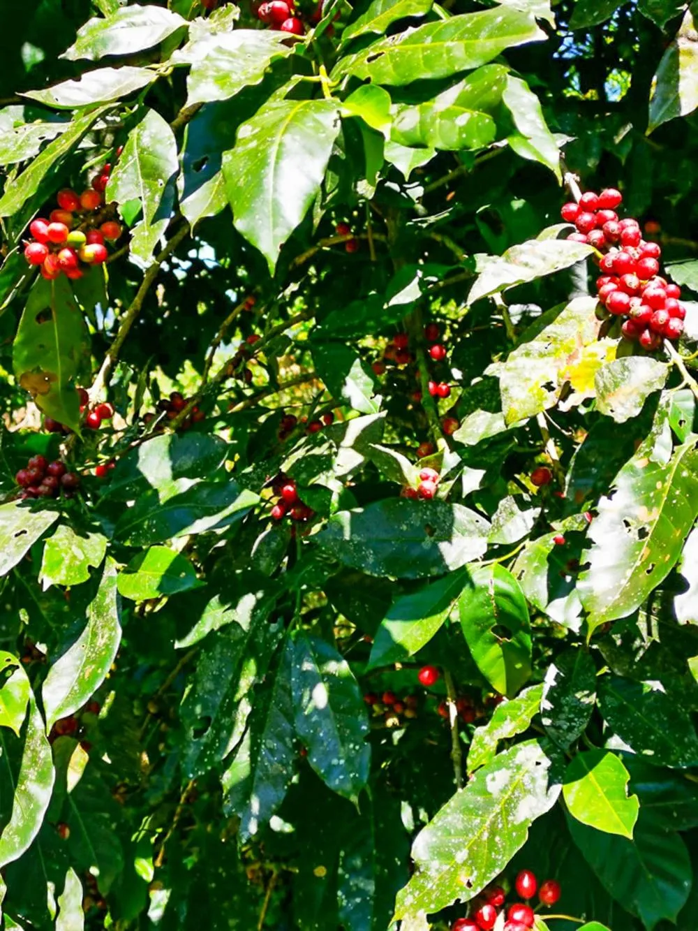 Finca Cafetalera en Venta en Potrerillos Arriba