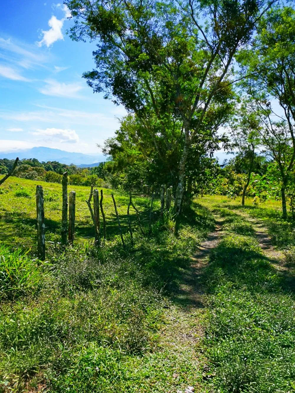 Finca Cafetalera en Venta en Potrerillos Arriba