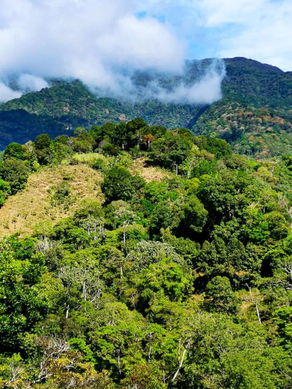 Finca Cafetalera en Venta en Potrerillos Arriba
