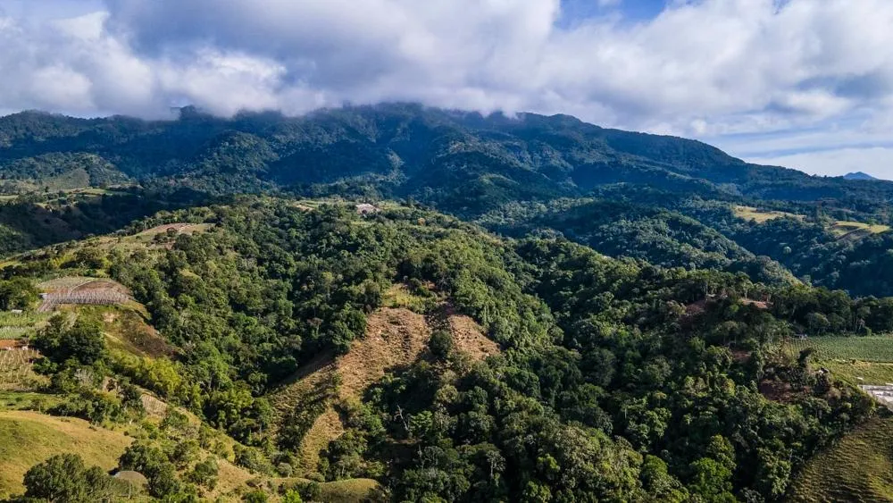 Finca Cafetalera en Venta en Potrerillos Arriba