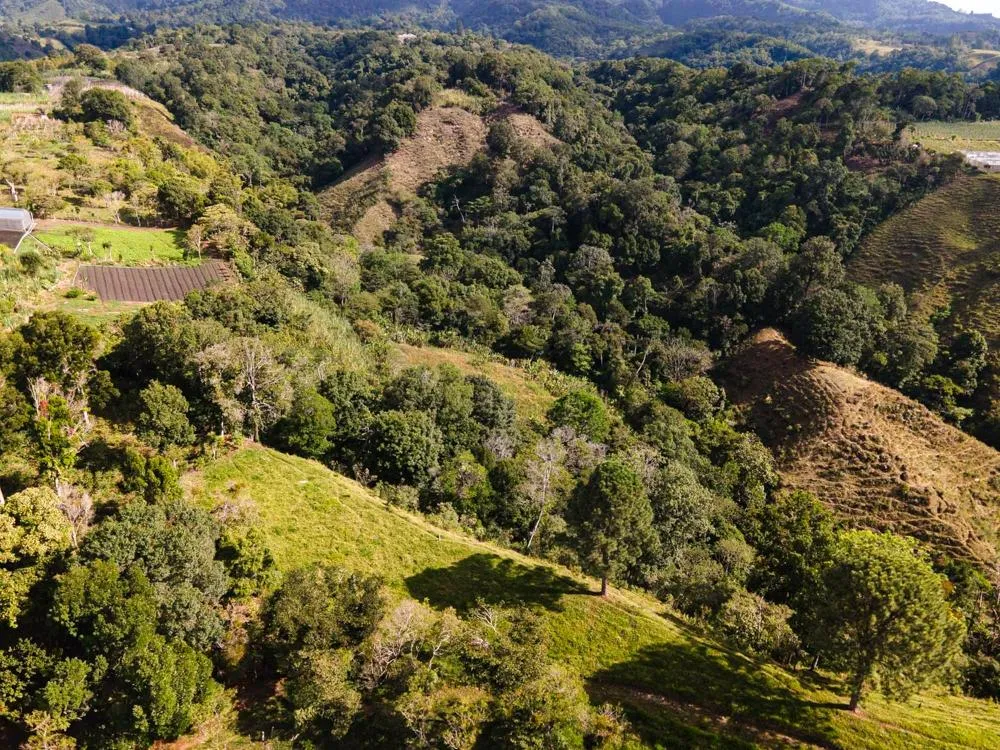 Finca Cafetalera en Venta en Potrerillos Arriba