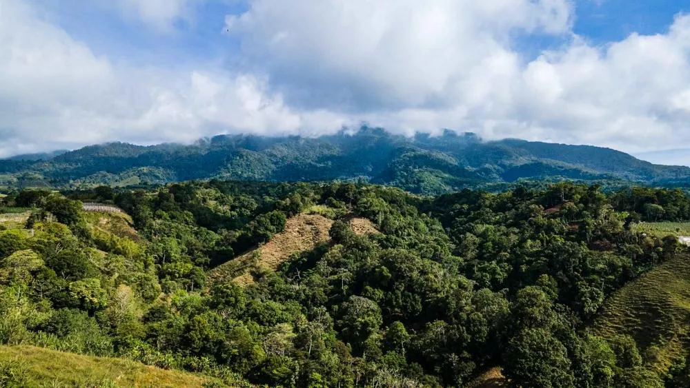 Finca Cafetalera en Venta en Potrerillos Arriba