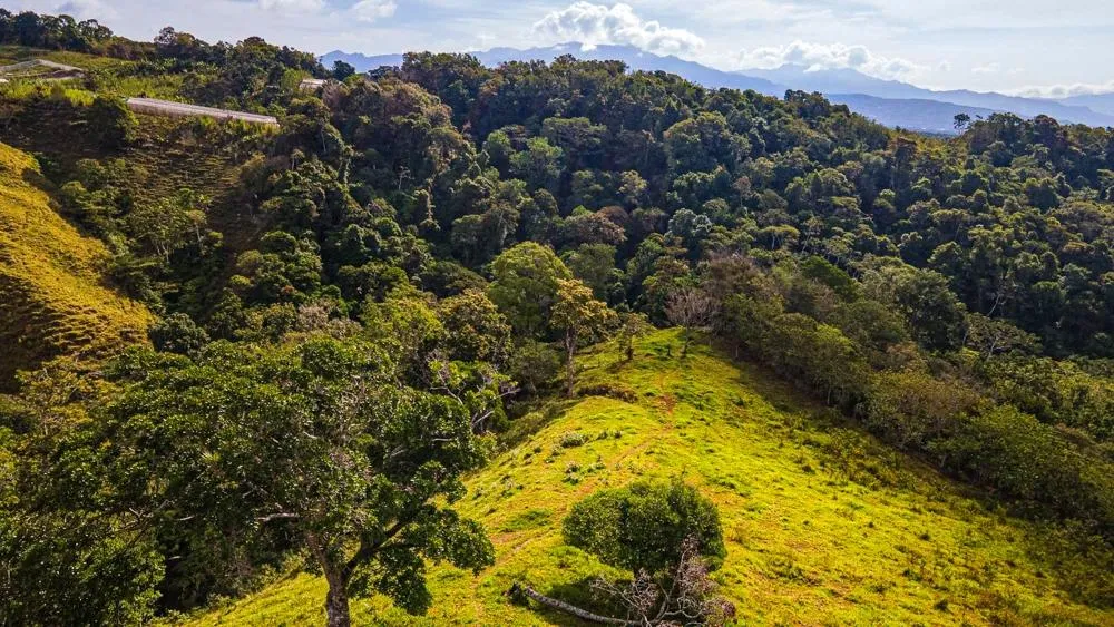 Finca Cafetalera en Venta en Potrerillos Arriba