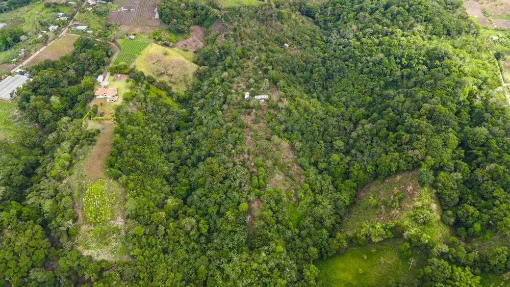 Finca Cafetalera en Venta en Potrerillos Arriba