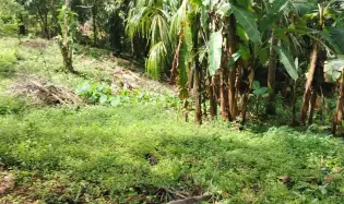 Land for Sale in La Pita, Chiriqui, Chiriqui