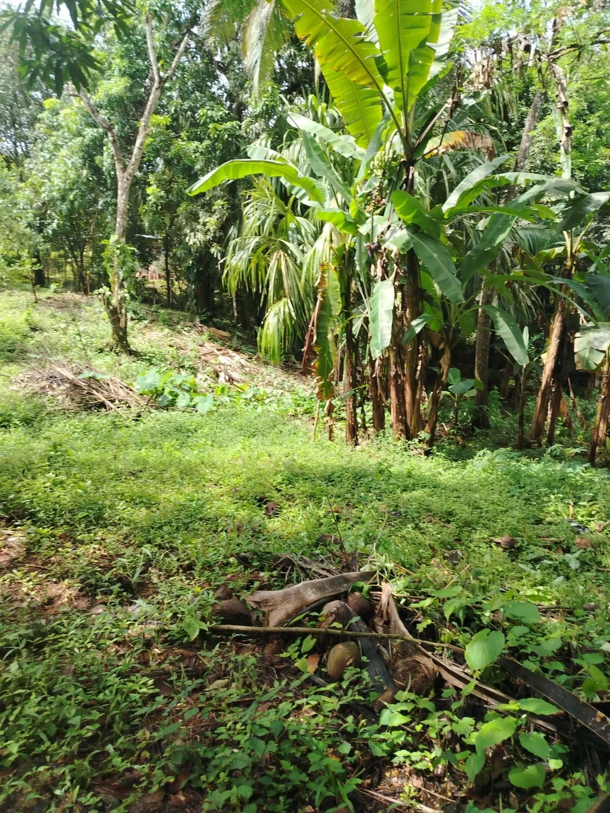 Land for Sale in La Pita, Chiriqui