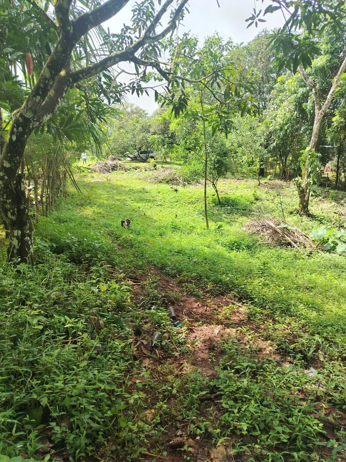 Land for Sale in La Pita, Chiriqui