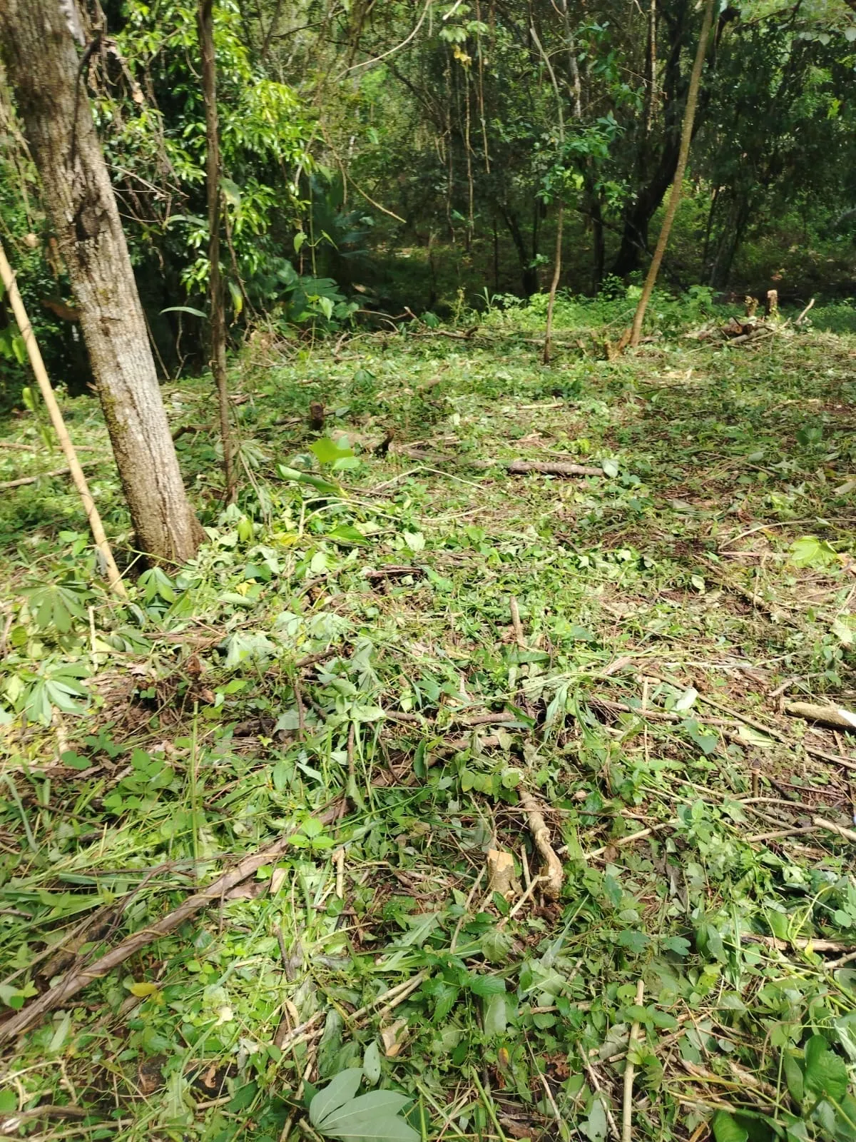 Land for Sale in La Pita, Chiriqui