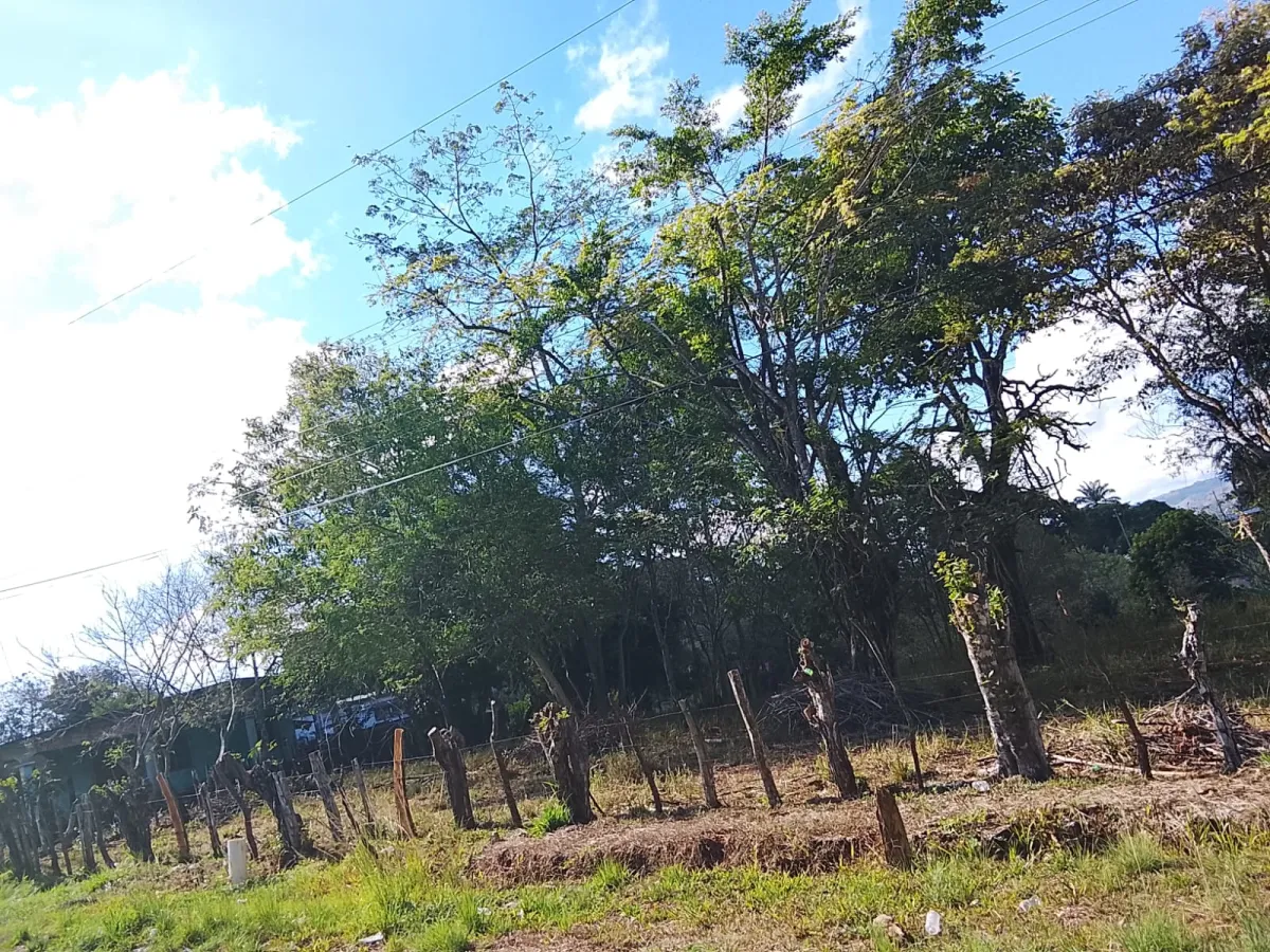Sale of Commercial Land in Tole