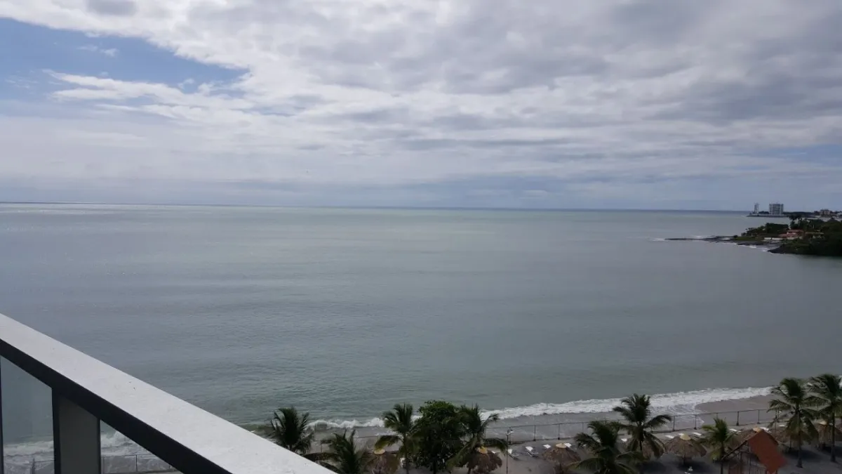 ROYAL PALM
