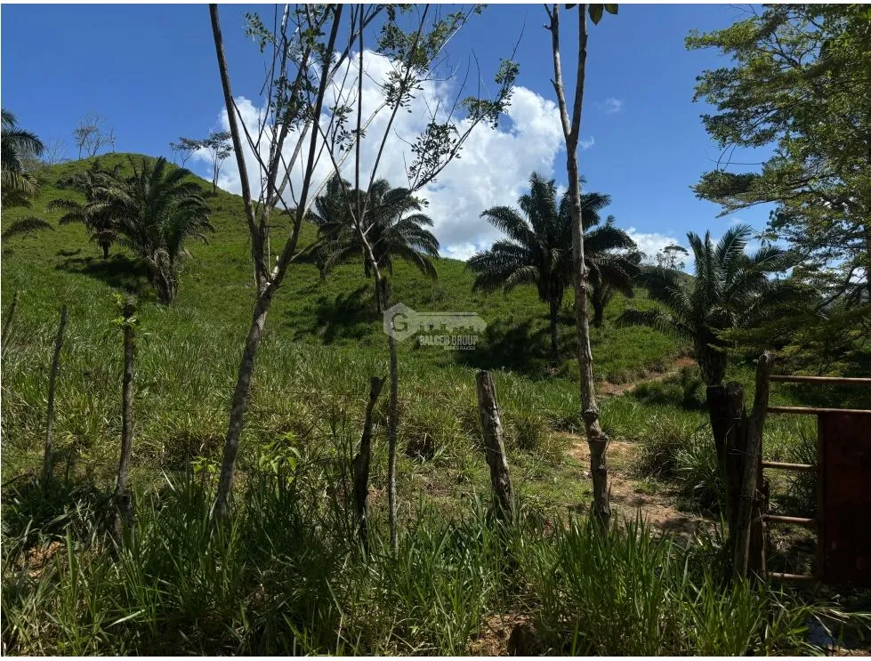 EL CACAO / CAPIRA / 86 HECTARES / IDEAL FOR LIVESTOCK AND AGRICULTURE