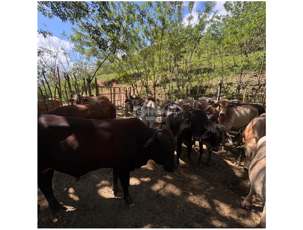 EL CACAO / CAPIRA / 86 HECTARES / IDEAL FOR LIVESTOCK AND AGRICULTURE