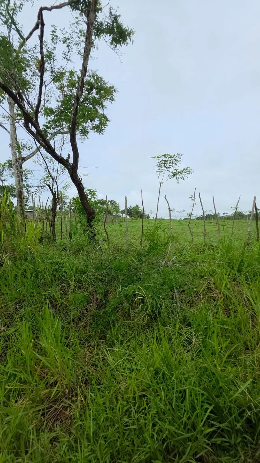 MONTE VIEJO LAND FOR SALE