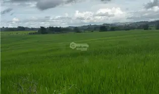 Terre / Ferme à Las Tablas à vendre