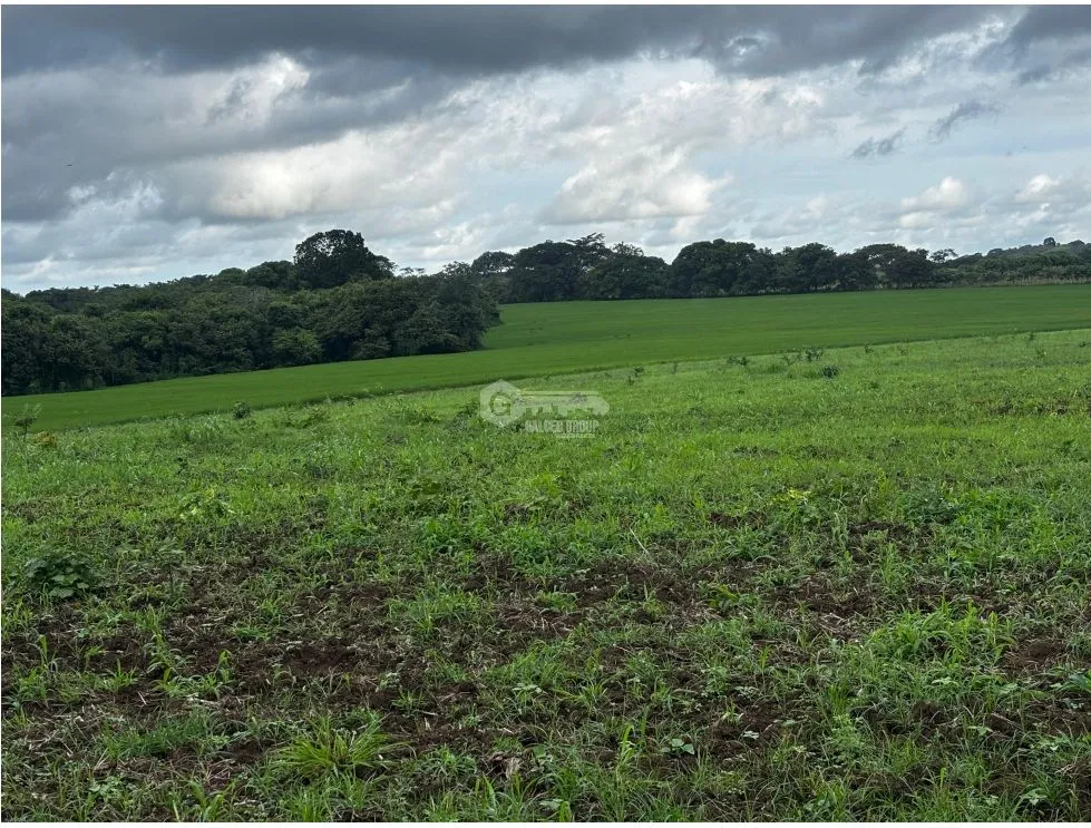 Terre / Ferme à Las Tablas à vendre