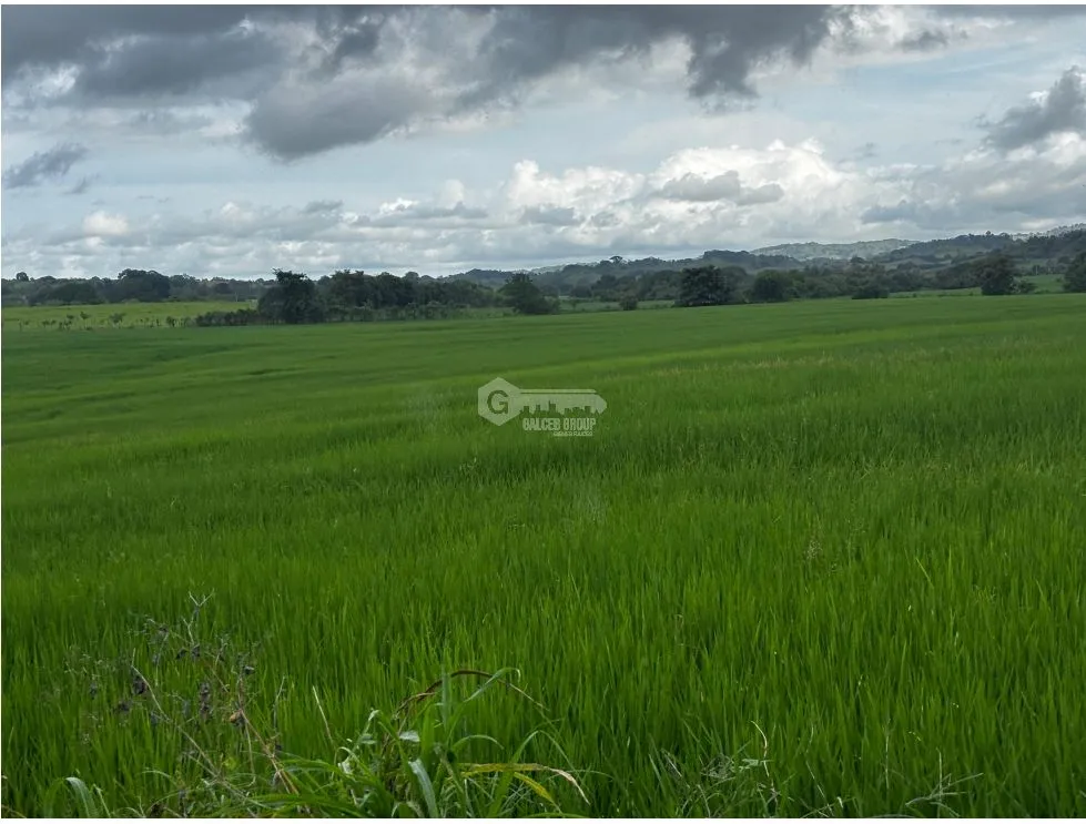 Terre / Ferme à Las Tablas à vendre