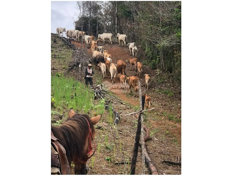 Terre / Ferme à Capira à vendre