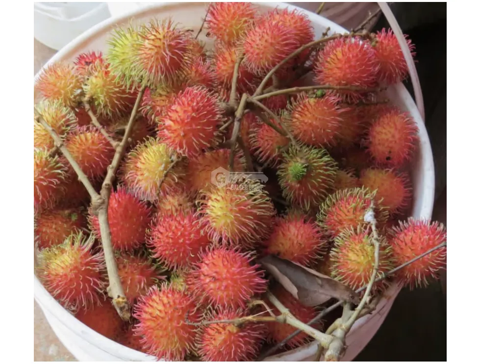 土地 农场 在 Sabanitas 出售