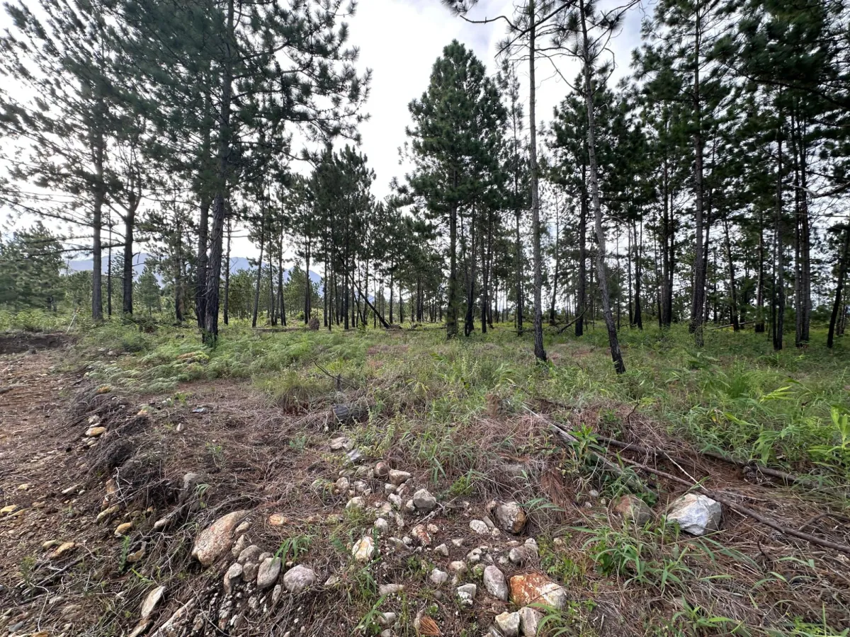 Terreno Arbolado de 2.154 m² en Venta en Alto Boquete