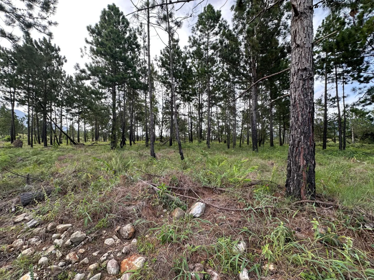 Terreno Arbolado de 2.154 m² en Venta en Alto Boquete