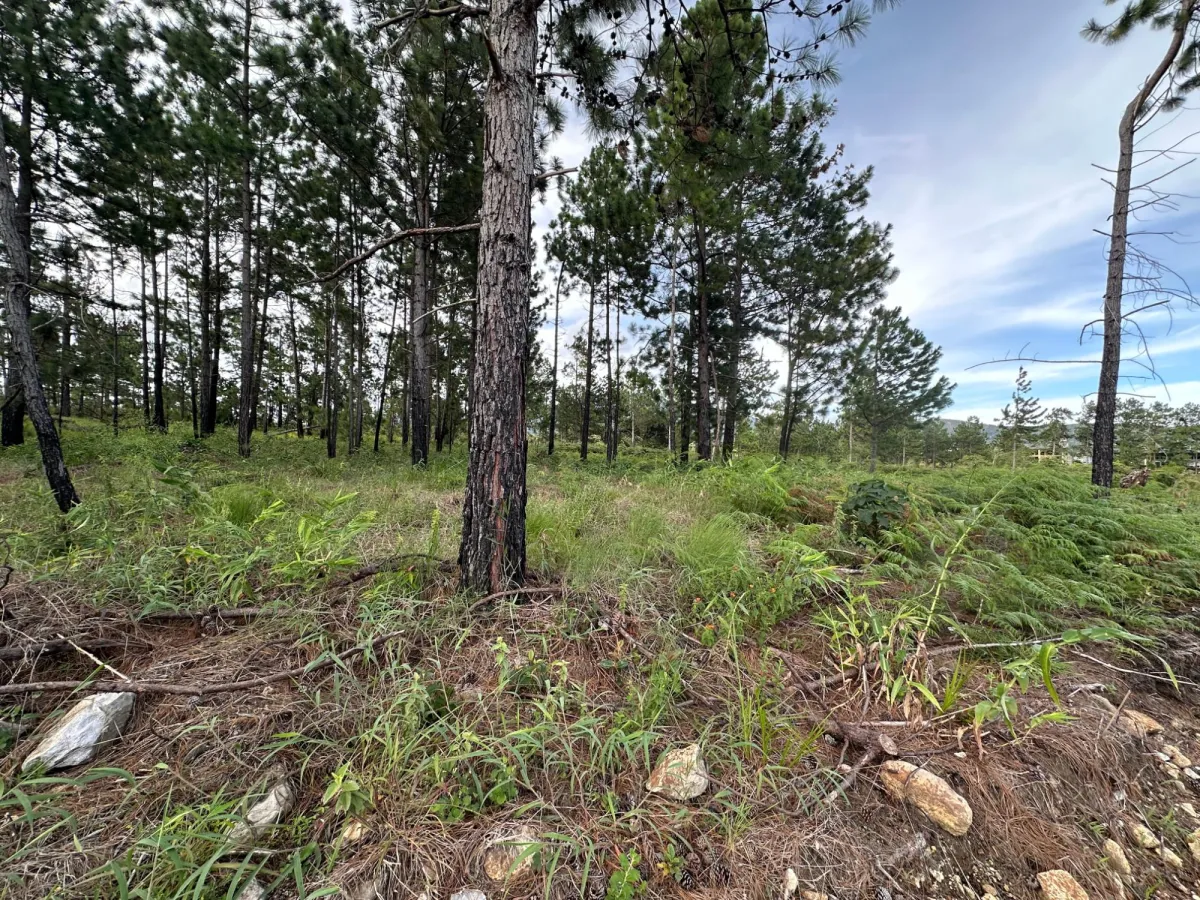Terreno Arbolado de 2.154 m² en Venta en Alto Boquete