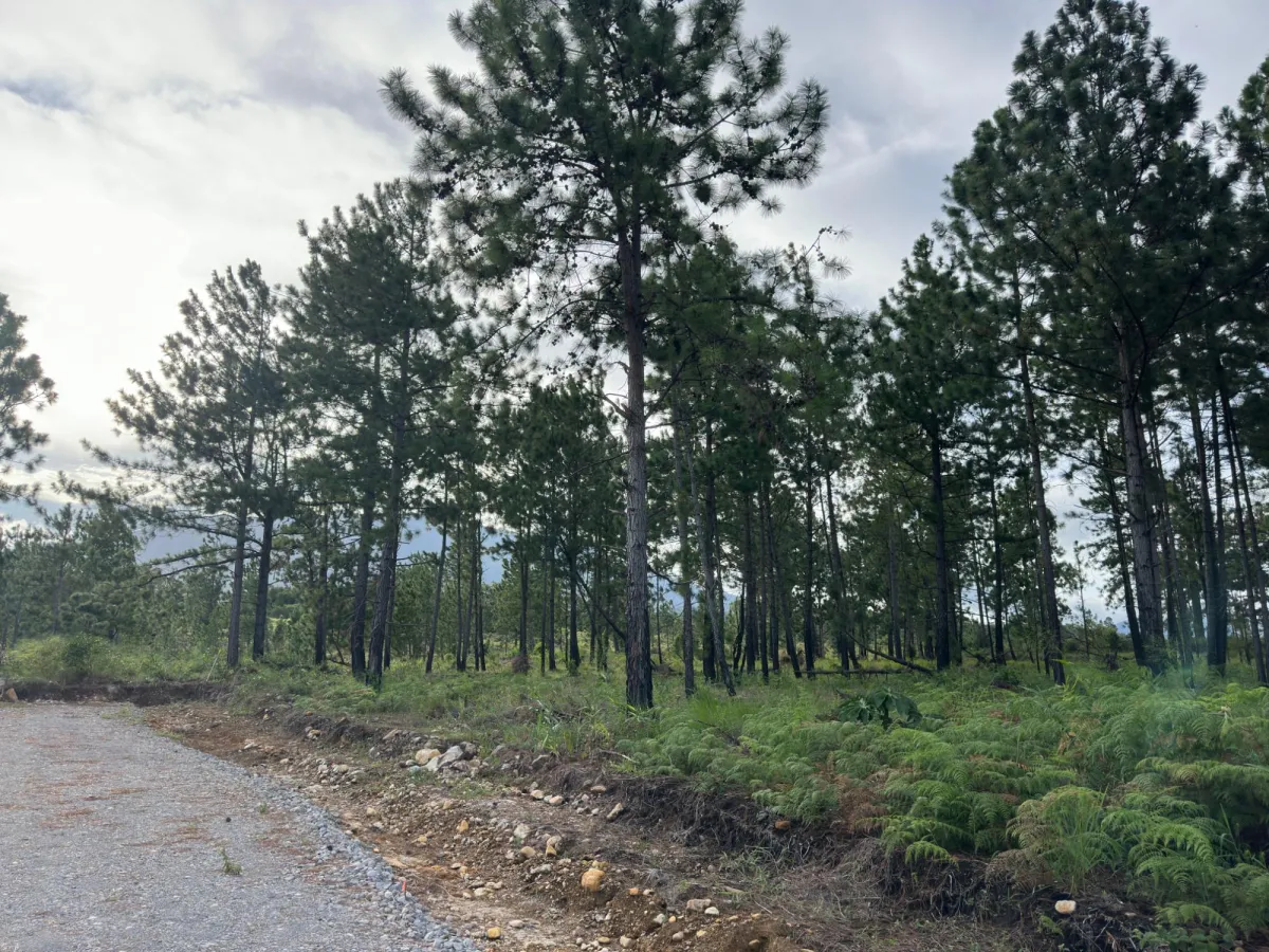 Terreno Arbolado de 2.154 m² en Venta en Alto Boquete