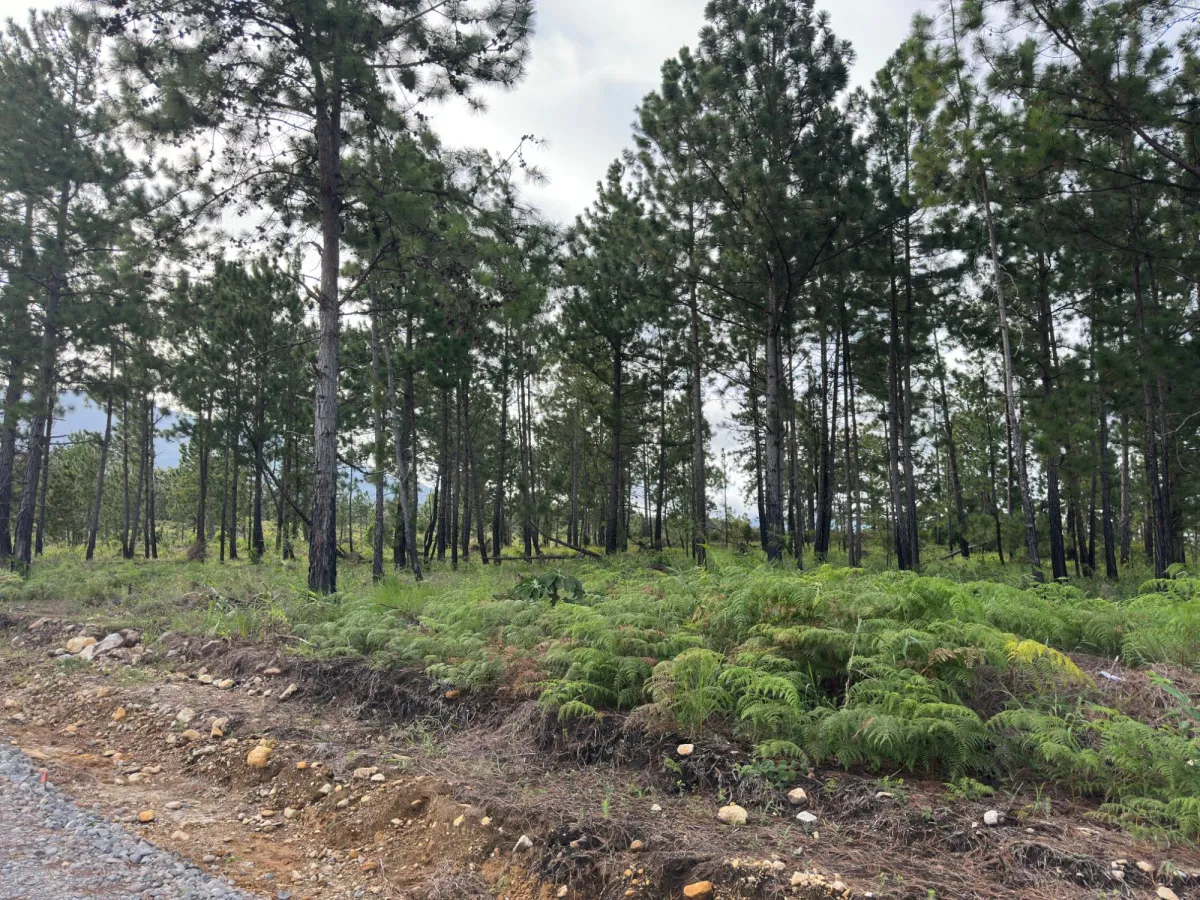 Terreno Arbolado de 2.154 m² en Venta en Alto Boquete