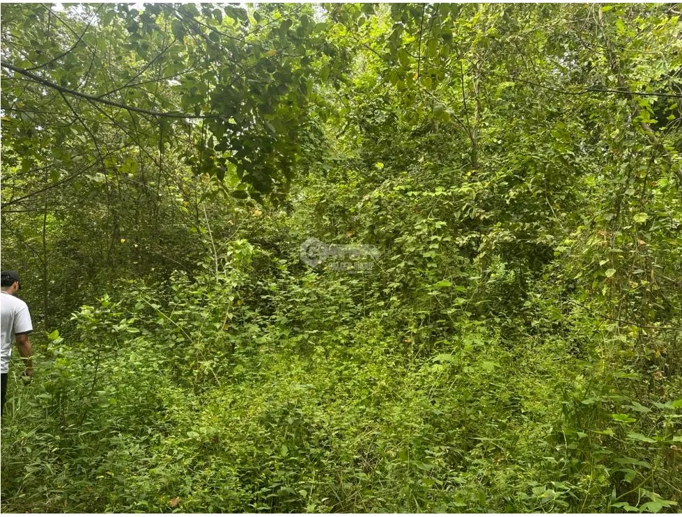 PANAMÁ ESTE  / PACORA / 53,000M / AMPLIO TERRENO / SEMIPLANO