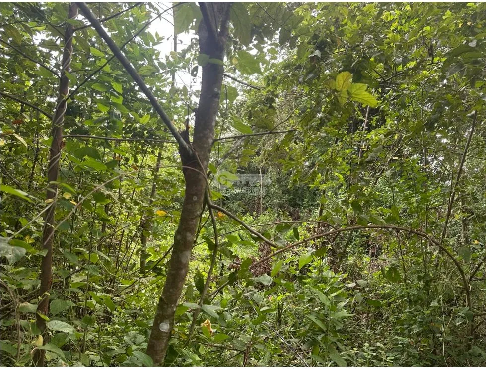 PANAMÁ ESTE  / PACORA / 53,000M / AMPLIO TERRENO / SEMIPLANO