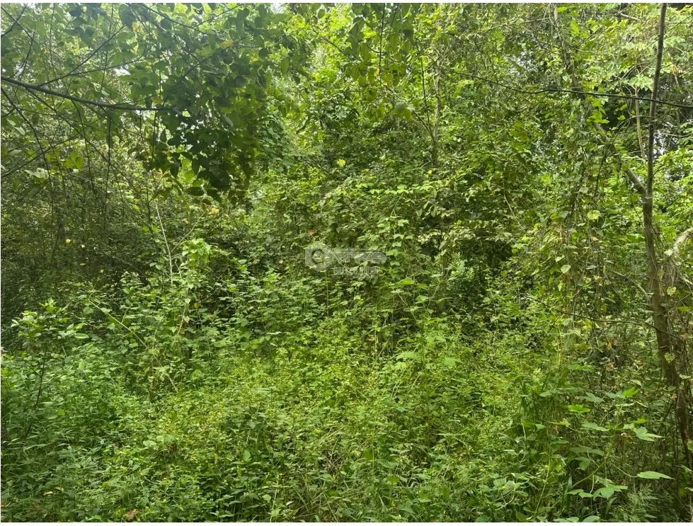 PANAMÁ ESTE  / PACORA / 53,000M / AMPLIO TERRENO / SEMIPLANO
