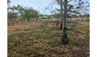 Land for Sale | Coloncito Chame