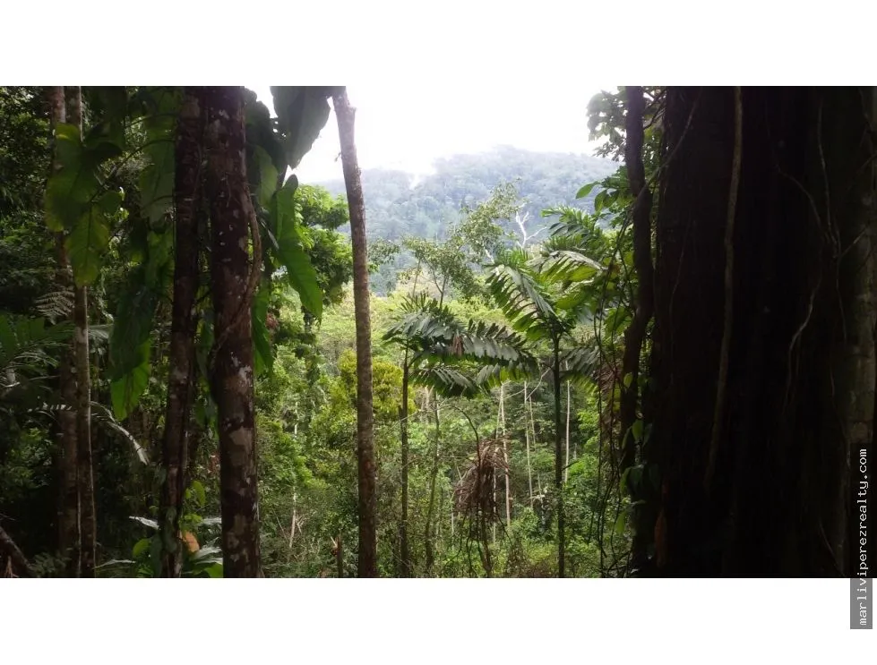 Venta de Finca en Changuinola, Bocas Del Toro