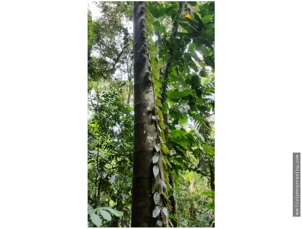 Venta de Finca en Changuinola, Bocas Del Toro
