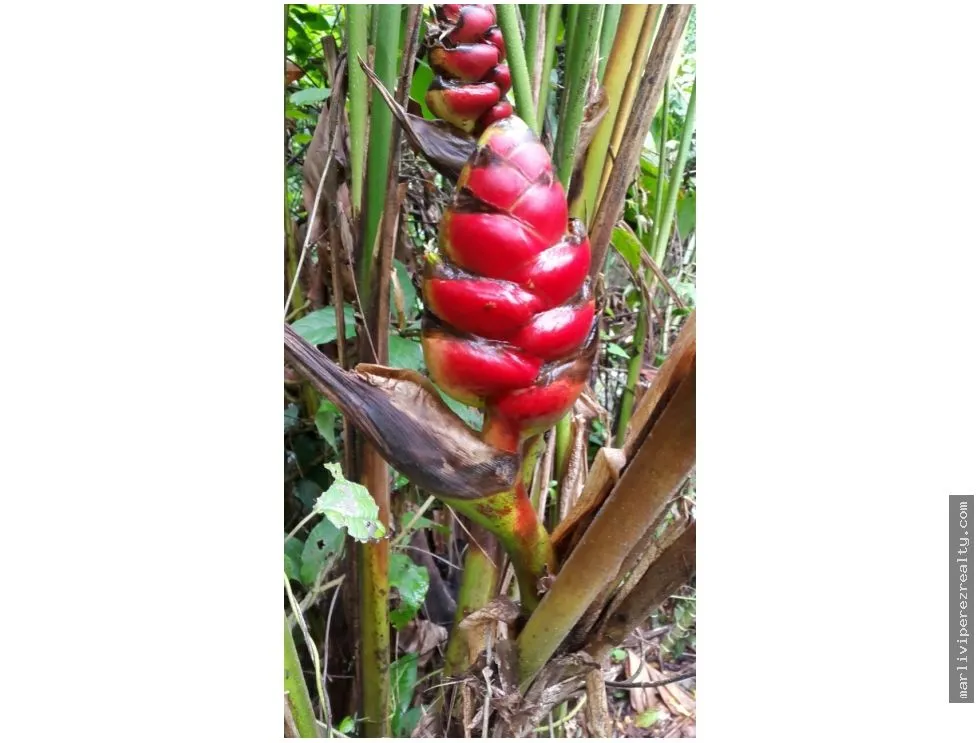 Venta de Finca en Changuinola, Bocas Del Toro