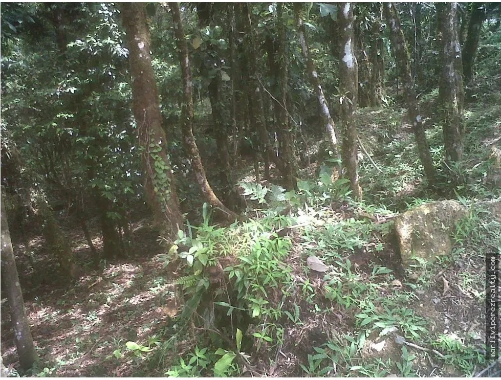 Land Sale in Altos de María