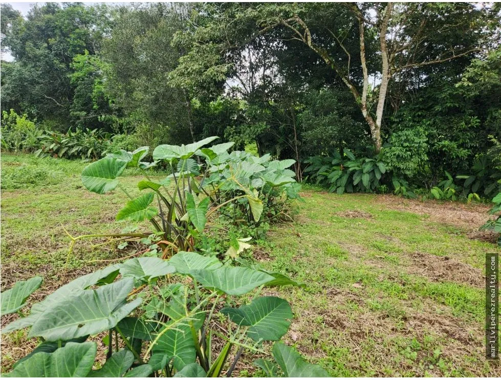 Land Sale in Chiriquí