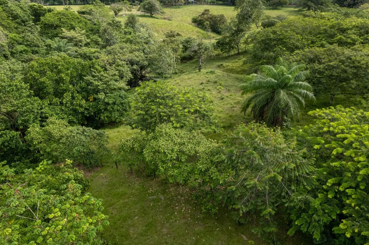 5 Flat Acres For Sale in Las Lajas Chiriqui