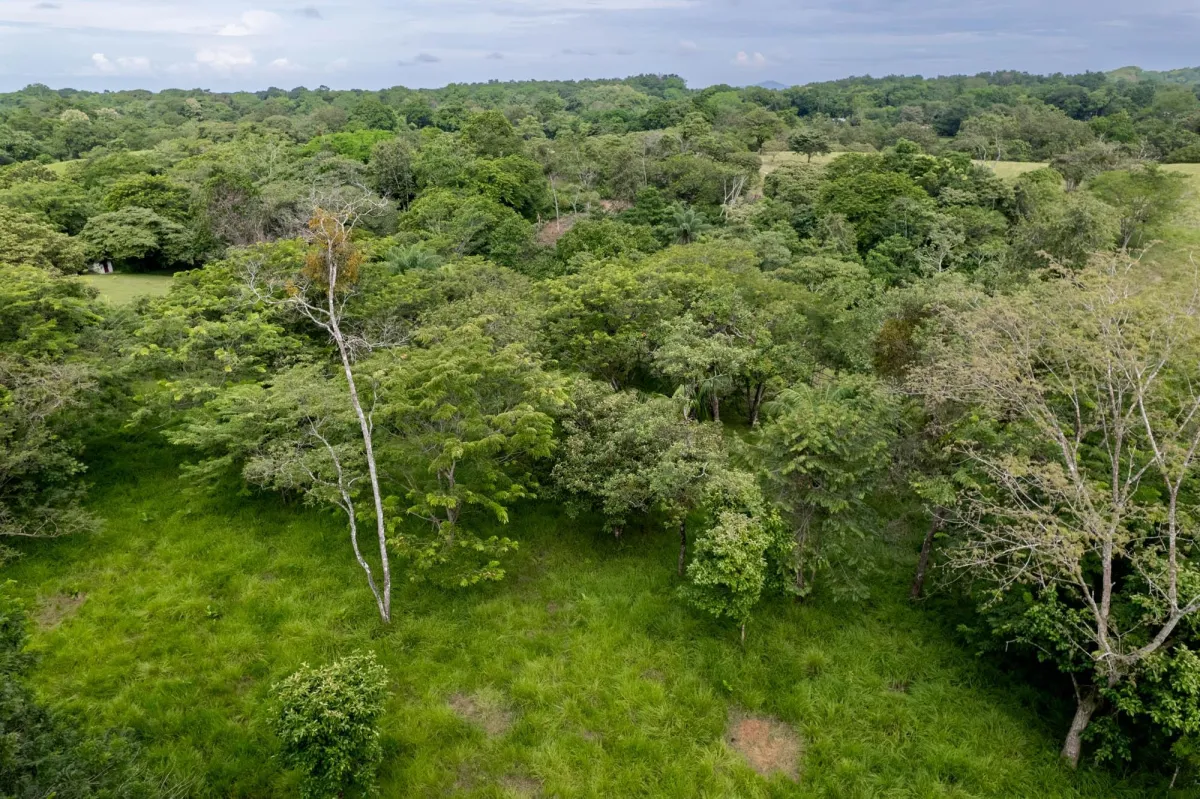 5 Flat Acres For Sale in Las Lajas Chiriqui