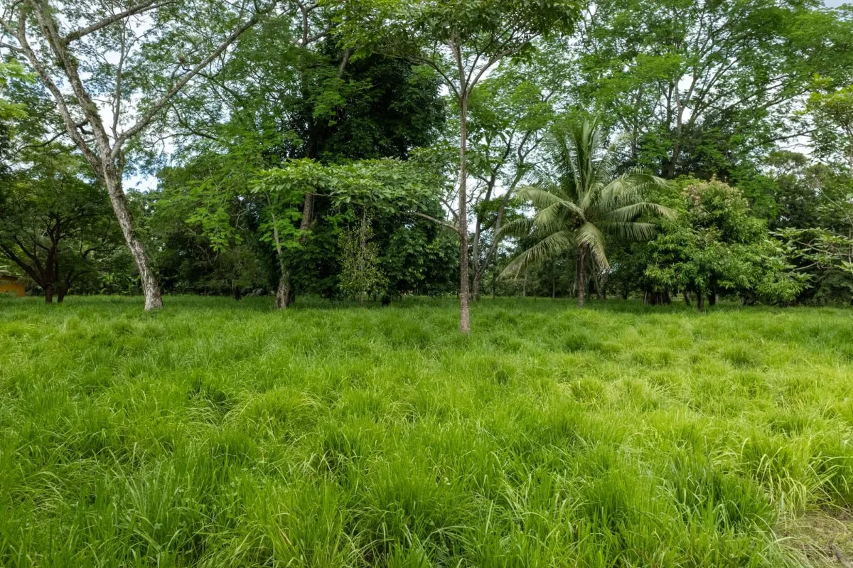 5 Flat Acres For Sale in Las Lajas Chiriqui