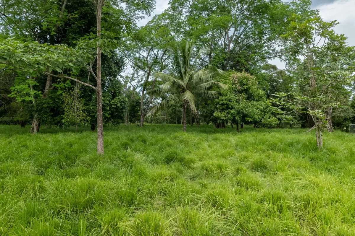 5 Flat Acres For Sale in Las Lajas Chiriqui