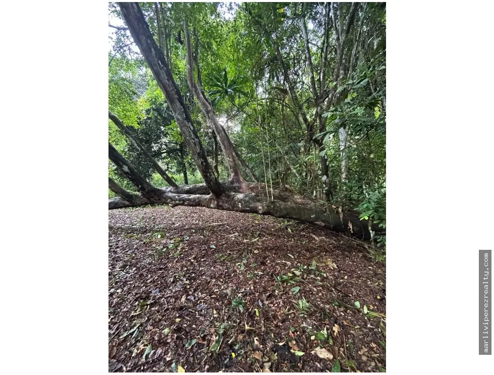 Se vende Finca en El Cacao, Capira, Panamá Oeste