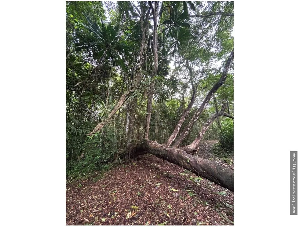 Se vende Finca en El Cacao, Capira, Panamá Oeste