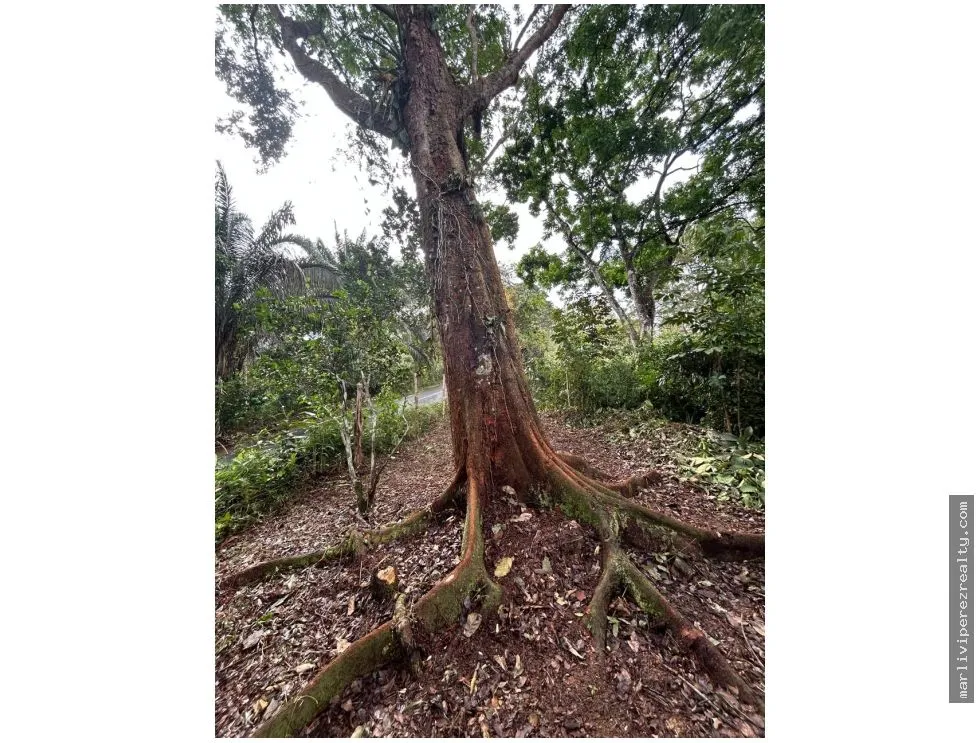 Se vende Finca en El Cacao, Capira, Panamá Oeste
