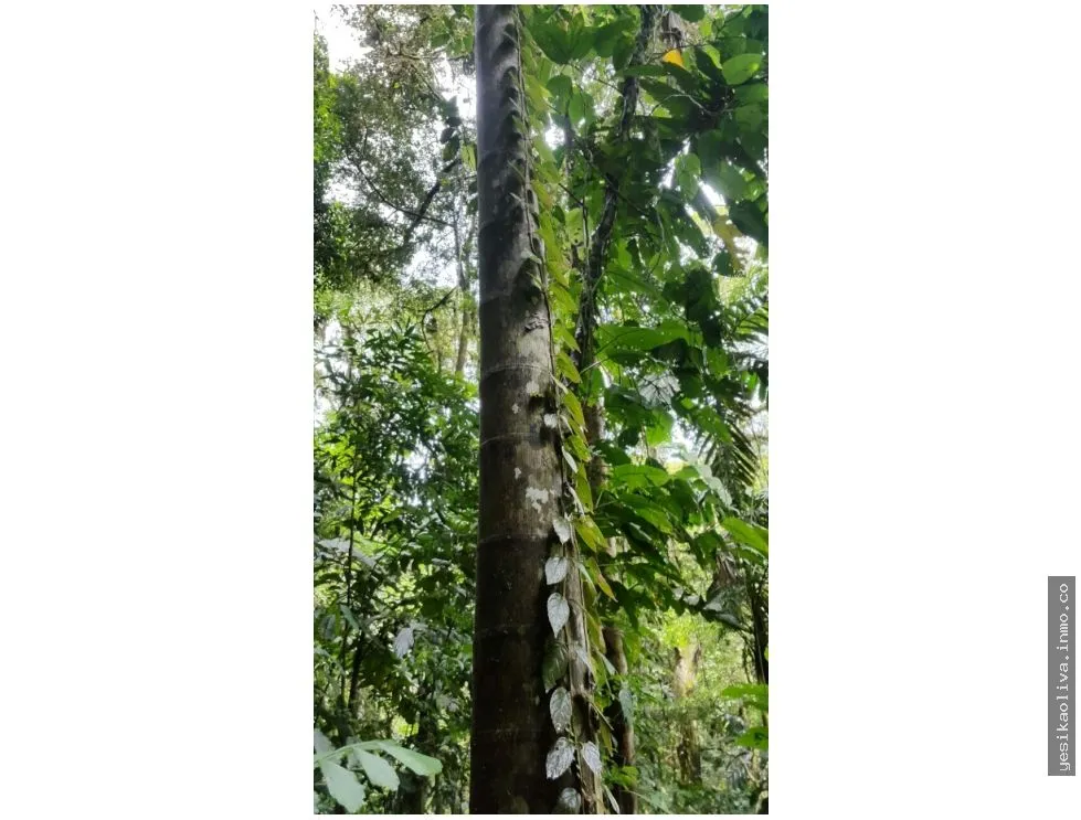 Sale of Farm in Changuinola, Bocas Del Toro